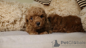 Photo №4. I will sell poodle (toy) in the city of Zrenjanin. breeder - price - negotiated