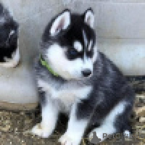 Photo №2 to announcement № 120635 for the sale of siberian husky - buy in Finland private announcement, breeder