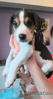 Photo №1. russian hound - for sale in the city of Hamburg | 2$ | Announcement № 166244