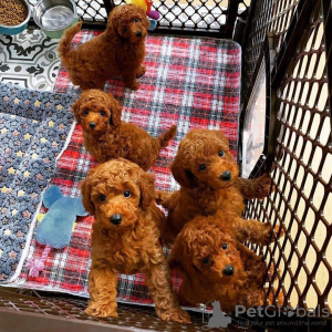 Photo №1. poodle (toy) - for sale in the city of London | 317$ | Announcement № 78366