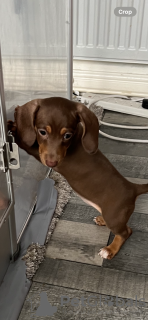 Photo №1. dachshund - for sale in the city of New York | 350$ | Announcement № 103821