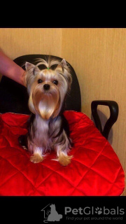 Photo №2 to announcement № 9033 for the sale of yorkshire terrier - buy in Russian Federation private announcement