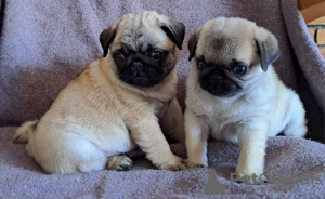 Photo №1. pug - for sale in the city of Tampere | 264$ | Announcement № 93043