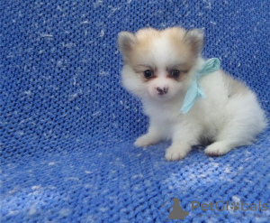 Photo №1. german spitz - for sale in the city of Paris | negotiated | Announcement № 12649