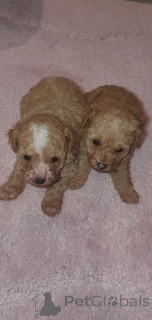 Photo №2 to announcement № 159151 for the sale of maltipu - buy in United States private announcement