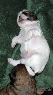 Photo №4. I will sell lhasa apso, shih tzu in the city of Daugavpils. private announcement, from nursery, breeder - price - 659$