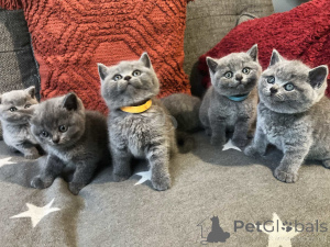 Photo №1. british shorthair - for sale in the city of Chimay | negotiated | Announcement № 158737