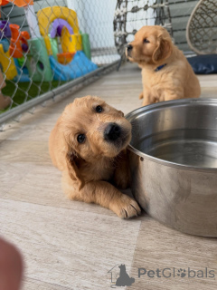 Photo №2 to announcement № 169352 for the sale of golden retriever - buy in Czech Republic breeder