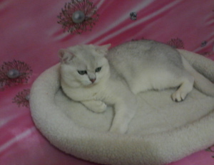 Photo №2 to announcement № 3629 for the sale of british shorthair - buy in Ukraine breeder