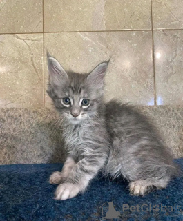 Photo №3. Healthy cute adorable Maine coon kittens available now for sell. United States