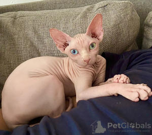 Photo №1. sphynx-katze - for sale in the city of Warsaw | 1268$ | Announcement № 112243