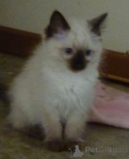 Photo №1. ragdoll - for sale in the city of Paris | negotiated | Announcement № 140837