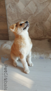 Photo №4. I will sell akita in the city of Minsk. private announcement - price - negotiated