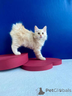 Photo №1. kurilen bobtail - for sale in the city of Zaporizhia | 689$ | Announcement № 146013