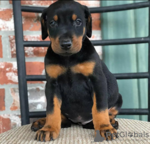 Photo №2 to announcement № 123560 for the sale of dobermann - buy in Finland private announcement