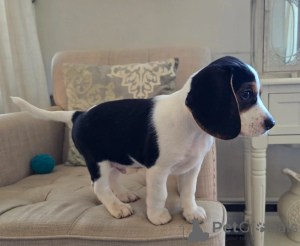 Photo №1. beagle - for sale in the city of Copenhague | negotiated | Announcement № 157946