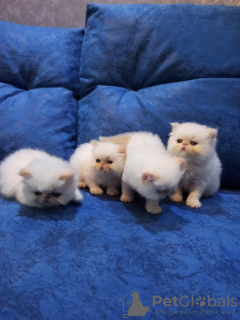 Photo №2 to announcement № 11804 for the sale of persian cat - buy in Ukraine private announcement