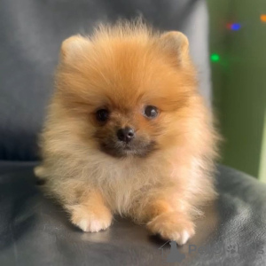 Photo №1. pomeranian - for sale in the city of Wrocław | negotiated | Announcement № 94460