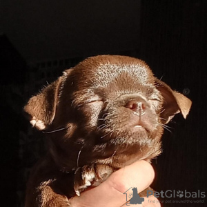 Photo №2 to announcement № 9282 for the sale of chihuahua - buy in Belarus from nursery