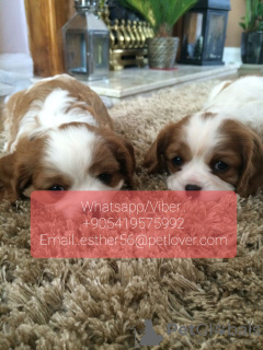 Photo №1. cavalier king charles spaniel - for sale in the city of Skövde | negotiated | Announcement № 47609