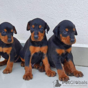 Photo №1. dobermann - for sale in the city of Berlin | Is free | Announcement № 98320