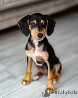 Photo №1. non-pedigree dogs - for sale in the city of St. Petersburg | Is free | Announcement № 156335