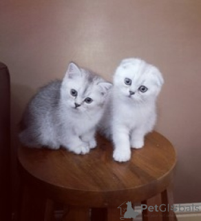 Photo №1. scottish fold - for sale in the city of London | 612$ | Announcement № 140128