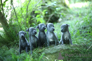 Photo №1. italian greyhound - for sale in the city of Sochi | negotiated | Announcement № 19826
