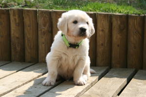 Photo №2 to announcement № 2322 for the sale of golden retriever - buy in Belarus private announcement