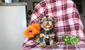 Photo №1. yorkshire terrier - for sale in the city of Abu Dhabi | negotiated | Announcement № 158651