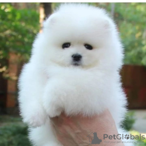 Photo №1. pomeranian - for sale in the city of Jyväskylä | 350$ | Announcement № 111930