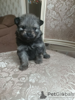 Photo №4. I will sell non-pedigree dogs in the city of Москва. breeder - price - 911$