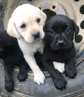 Additional photos: Labrador Retriever puppies.