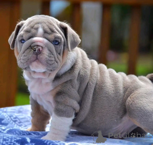 Photo №2 to announcement № 137597 for the sale of english bulldog - buy in Germany private announcement, breeder