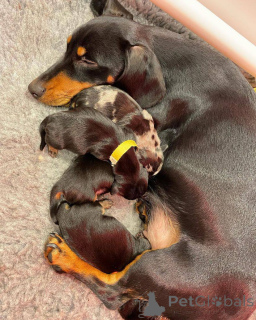 Photo №3. DACHSHUND PUPPIES FOR ANY FAMILY. New Zealand