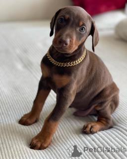 Photo №1. dobermann - for sale in the city of Warsaw | Is free | Announcement № 163827