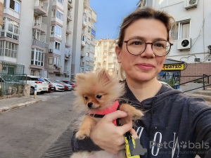 Photo №3. Pomeranian Spitz. Cyprus