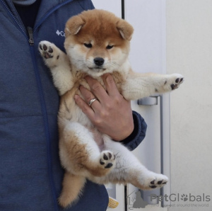 Photo №1. shiba inu - for sale in the city of Riga | negotiated | Announcement № 112263