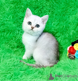 Photo №1. british shorthair - for sale in the city of Pavlograd | 257$ | Announcement № 18222