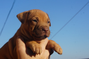 Photo №3. Pit bull kennel LOVELY HEARTS, puppies. Ukraine