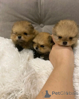 Photo №3. Toilet trained pomeranian. Spain