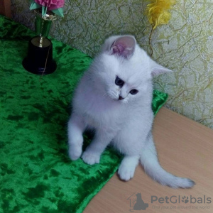 Photo №3. British kittens. Belarus