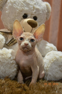 Photo №1. sphynx-katze - for sale in the city of Donetsk | 553$ | Announcement № 1460