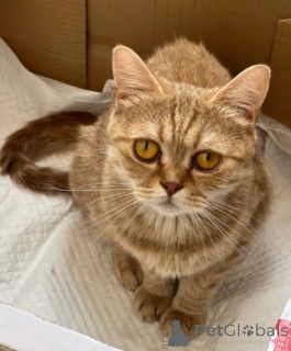 Photo №2 to announcement № 161177 for the sale of munchkin - buy in Germany breeder