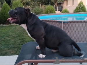 Photo №1. american bully - for sale in the city of Kazanluk | negotiated | Announcement № 78253