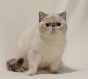 Photo №1. exotic shorthair - for sale in the city of Nikolaev | Negotiated | Announcement № 5657
