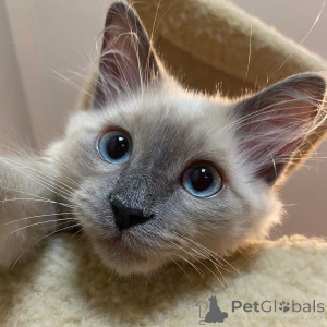 Photo №4. I will sell balinese cat in the city of Gardabani. private announcement - price - negotiated