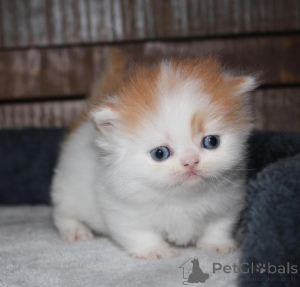 Photo №1. munchkin - for sale in the city of Раума | 329$ | Announcement № 140894