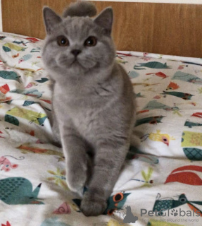 Photo №1. british shorthair - for sale in the city of Пршибрам | 6500$ | Announcement № 75034