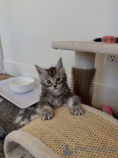 Photo №3. Classic Brown Tabby Maine Coon Kitten Bold Markings & Big Personality. Germany